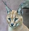 I bought a new helmet-caracal-wikipedia-free-encyclopedia_1315759137493.jpg