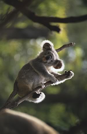 Name:  2005-12-28-koala.jpg
Views: 33
Size:  17.9 KB
