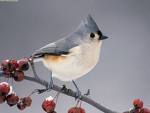 Name:  titmouse.jpg
Views: 52
Size:  2.8 KB