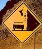 Got a funny pic ????-beware-falling-cows.jpg