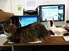 My cats do not want me to work!!!-img_1412.jpg