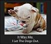 The OFFICIAL *u Laugh u Lose* thread-bulldog.jpg