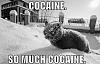 The OFFICIAL *u Laugh u Lose* thread-kittycoke.jpg