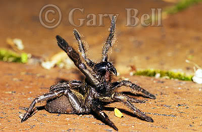 Name:  -sydney-funnel-web-spider2.jpg
Views: 46
Size:  32.4 KB