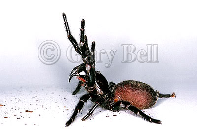 Name:  -sydney-funnel-web-spider.jpg
Views: 22
Size:  20.5 KB