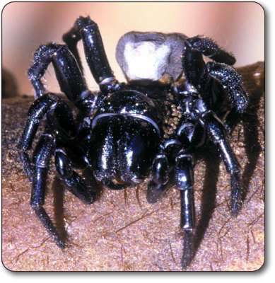 Name:  sydney_funnel_web_spider.jpg
Views: 22
Size:  28.1 KB