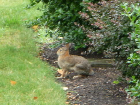 Name: rocky.jpg
Views: 20
Size: 44.9 KB