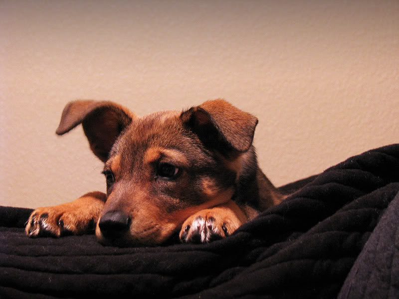 Name:  rocko_000001.jpg
Views: 21
Size:  66.8 KB
