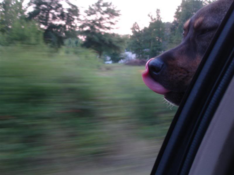Name:  DSC04480Medium.jpg
Views: 15
Size:  36.0 KB