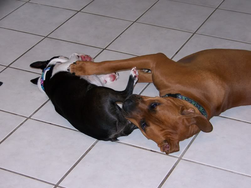 Name:  100_0061.jpg
Views: 11
Size:  64.2 KB
