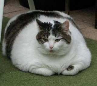 Name:  fat_cat.jpg
Views: 15
Size:  13.7 KB