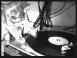 Name:  KittyScratch.gif
Views: 14
Size:  66.0 KB