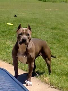 Name:  annie.jpg
Views: 24
Size:  14.4 KB