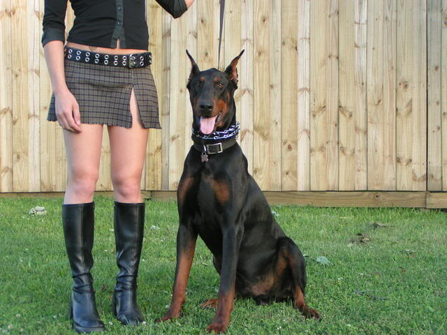 Name:  doberman.jpg
Views: 39
Size:  62.6 KB