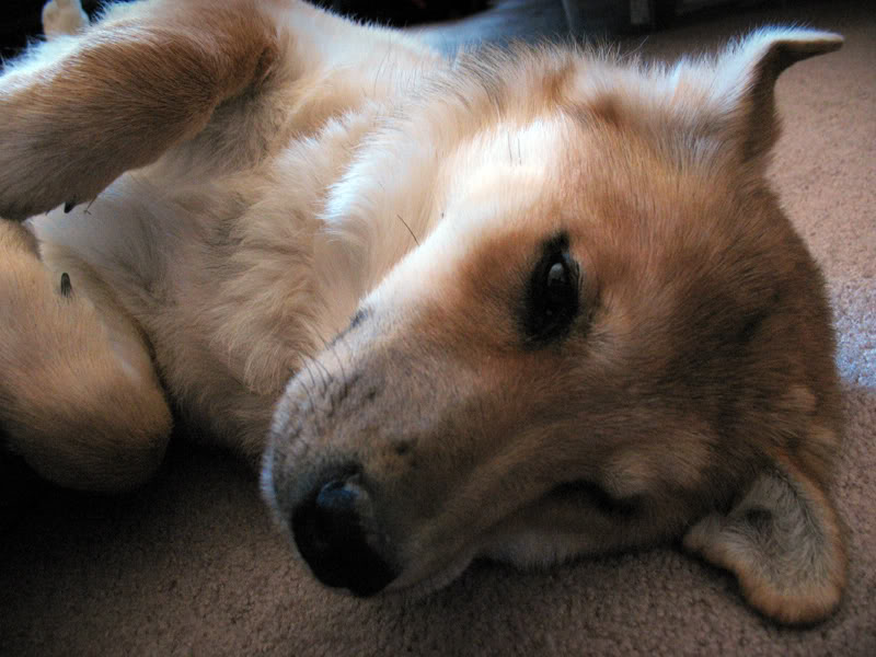 Name: dakota003.jpg
Views: 78
Size: 82.1 KB
