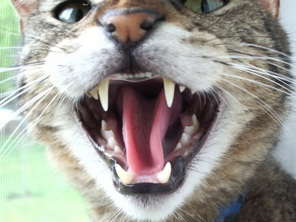 Name: Picture090-2.jpg
Views: 18
Size: 62.1 KB