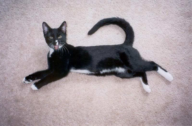 Name: EvilCat.jpg
Views: 21
Size: 56.2 KB