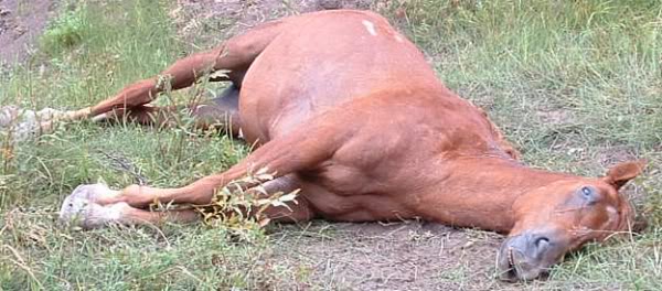 Name:  deadhorse.jpg
Views: 18
Size:  50.9 KB