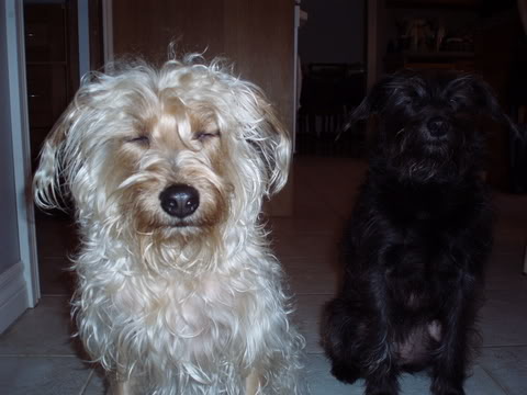 Name:  lucyandspencer.jpg
Views: 18
Size:  32.1 KB