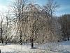 Pics from the ice storm-ice-2.jpg