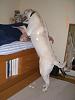 What kinda dog do you have?-lyna-up-bed.jpg