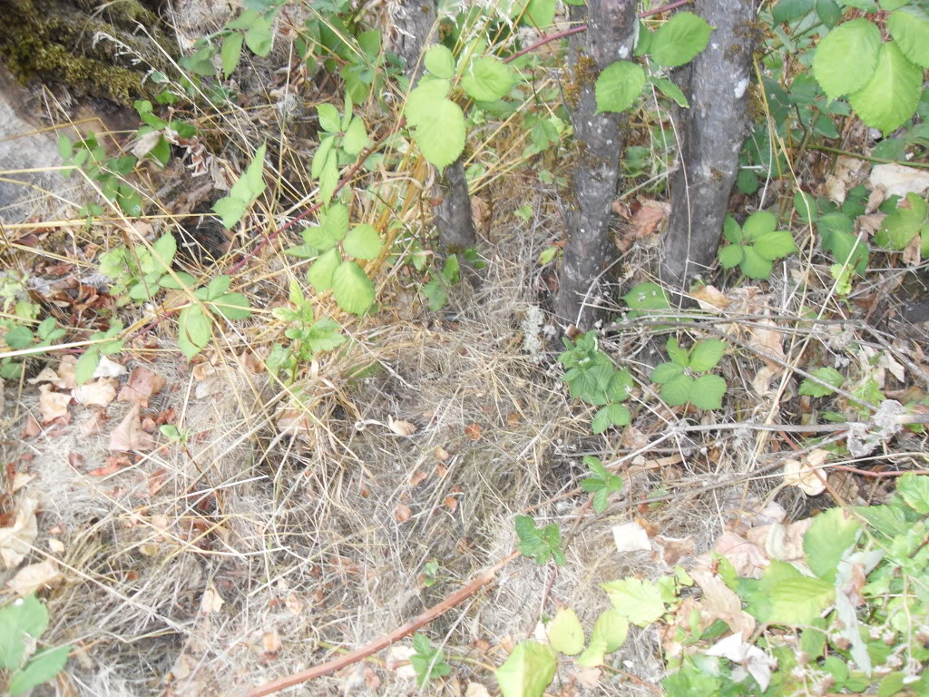 Name:  SDC10434.jpg
Views: 81
Size:  279.6 KB
