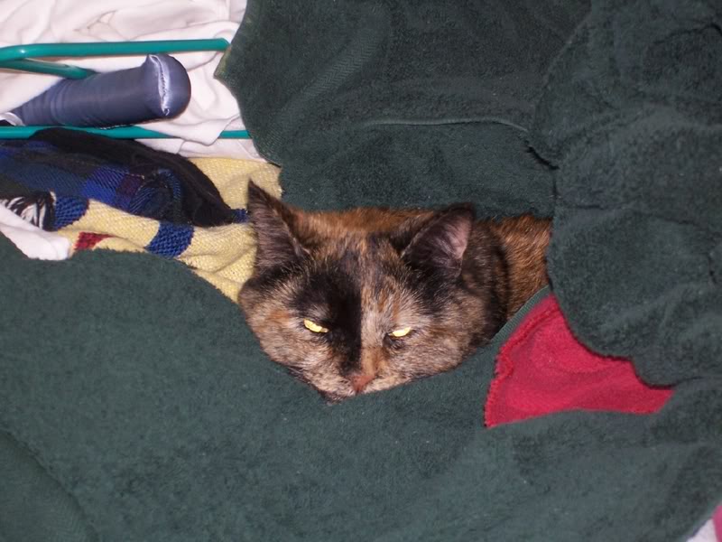 Name:  Maggie.jpg
Views: 26
Size:  73.7 KB