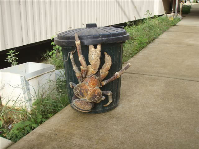 Name:  coconutcrab2zt4.jpg
Views: 41
Size:  57.0 KB