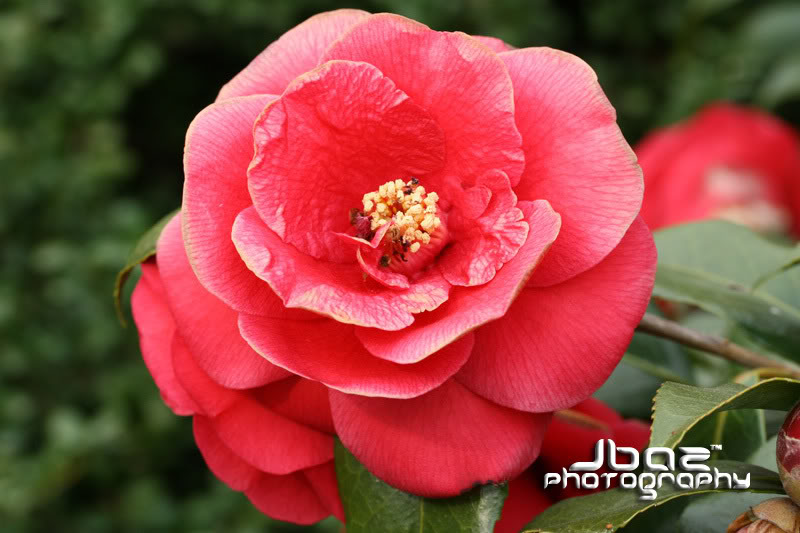 Name:  IMG_0638.jpg
Views: 13
Size:  71.0 KB