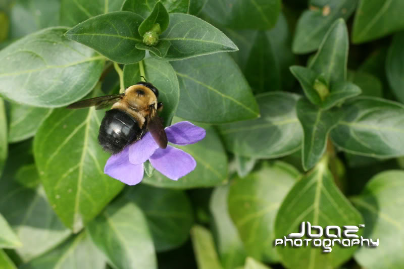Name:  IMG_0607.jpg
Views: 14
Size:  55.6 KB