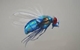 the fly's Avatar